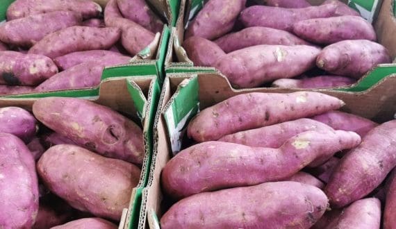 Thumbnail for African sweet potato project targets 25% yield increase through advanced field trials, farmer validation