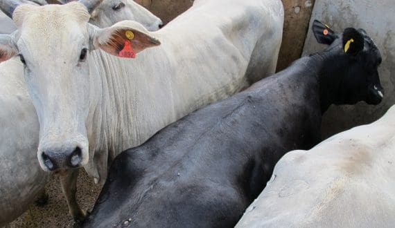 Thumbnail for Brazil records highest-ever cattle slaughter in 2025 – CEPEA
