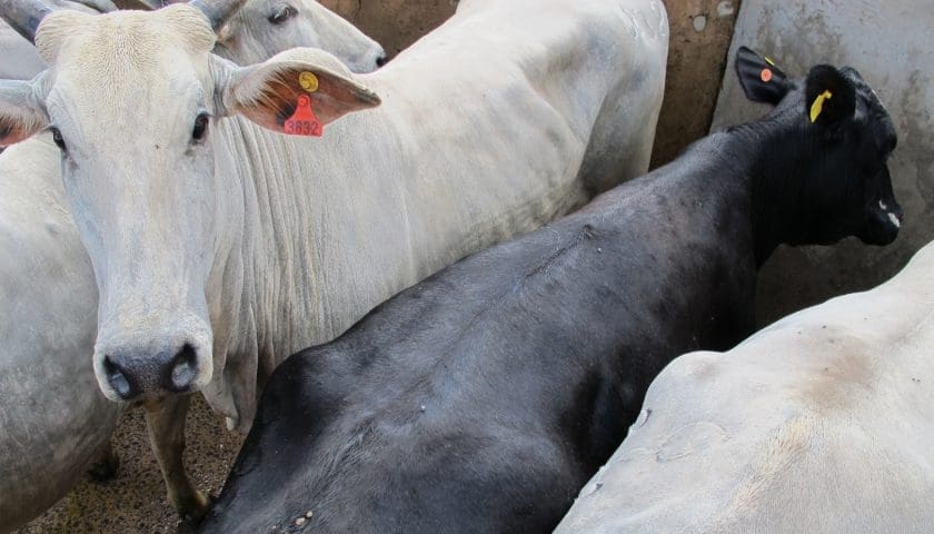 Thumbnail for Brazil records highest-ever cattle slaughter in 2025 – CEPEA