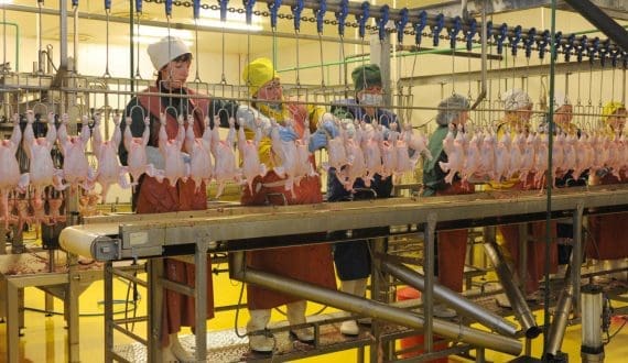 Thumbnail for Saudi Arabia reports poultry output above 1.31 million tons while tightening import restrictions