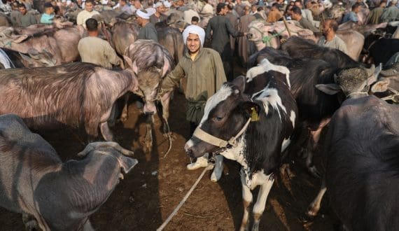 Thumbnail for Tight global beef supplies, China import quotas reshape 2026 trade outlook
