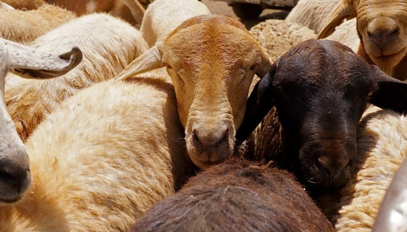 Thumbnail for Kenya targets large-scale sheep exports to Algeria before Eid al-Adha