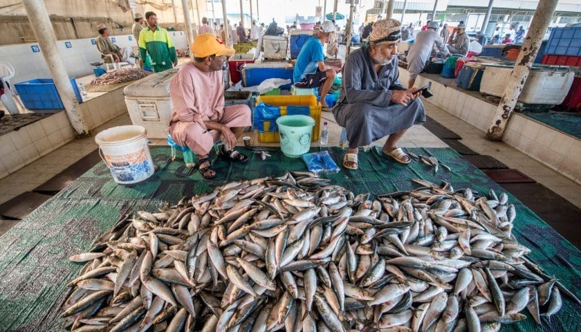 Thumbnail for Oman’s aquaculture output hits 9,240 Tons in 2025 – Ministry of Agriculture, Fisheries and Water Resources