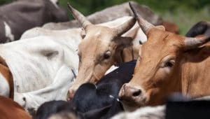 Oman imports 285,890 livestock to secure red meat supply before Eid