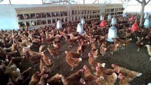 Angola moves to expand poultry production to reduce chicken imports