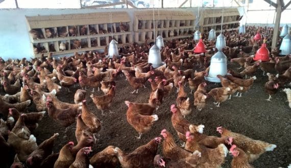 Thumbnail for Aviagen appoints Antonin Bonneau as President for Asia