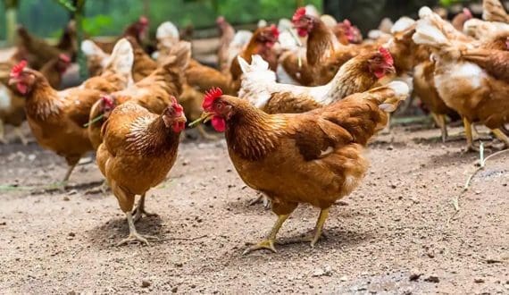 Thumbnail for Aviagen appoints Antonin Bonneau as President for Asia