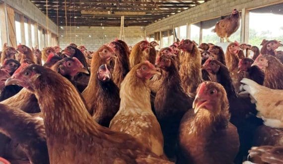 Thumbnail for Chile halts poultry exports after H5N1 reaches commercial layer farm