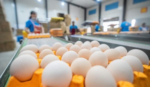 Thumbnail for Brazilian egg exports rise 16.3% in February