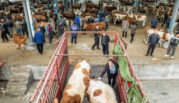 Thumbnail for Watermelon category tops at retail as NWPB reveals path to year-round growth