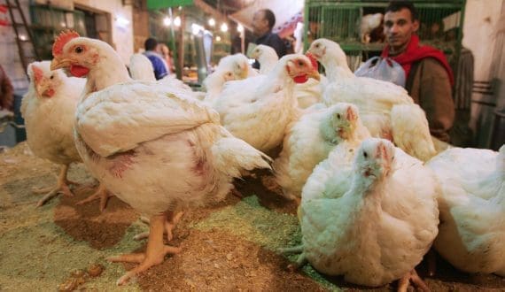 Thumbnail for Uganda targets US$700B Agro market by 2033, but production gaps persist