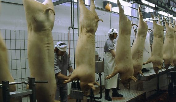 Thumbnail for Scottish Aquaculture Cluster receives US$8.7M funding from Crown Estate Scotland