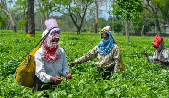 Thumbnail for Assam government releases US$7.3M tea industry incentives amid export concerns 