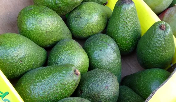 Thumbnail for Kenya AFA opens avocado export season on April 2 with strict quality enforcement 