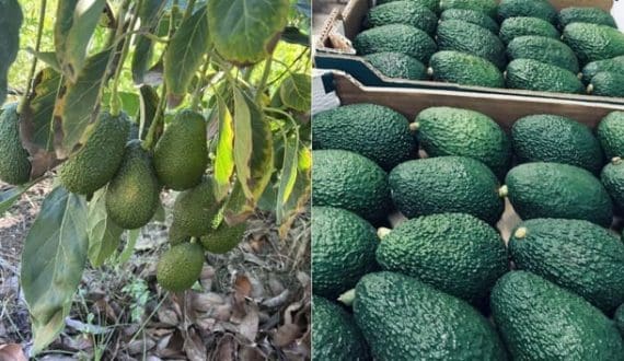 Thumbnail for Morocco’s avocado exports drop to 58,000 tons after difficult season