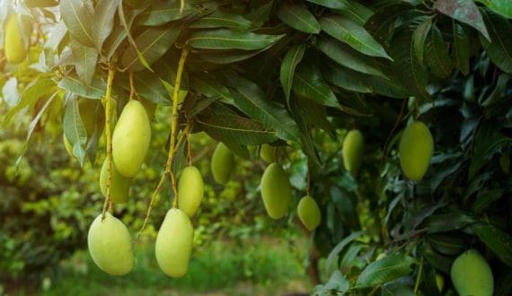 Thumbnail for Kenya introduces drought-tolerant dragon fruit variety to boost food security, climate adaptation