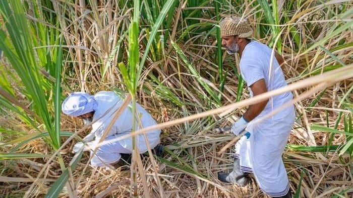 Thumbnail for Sugarcane harvest begins in Oman; favourable conditions boost yields