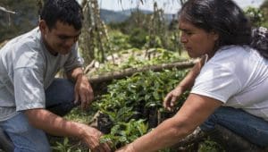 Global coffee companies adopt new procurement principles to support farmer sustainability