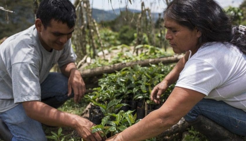 Thumbnail for Global coffee companies adopt new procurement principles to support farmer sustainability