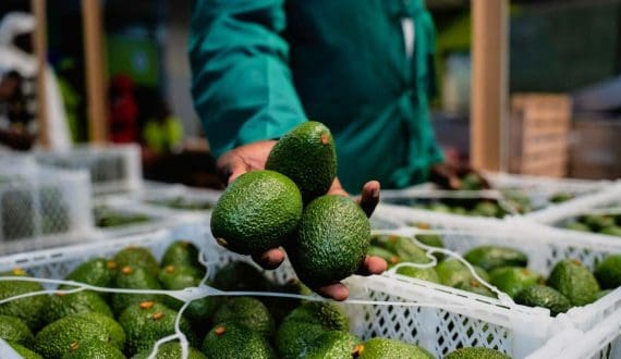 Thumbnail for Kenya issued US$38.8M avocado export certificates during ban, triggering shortages, quality concerns