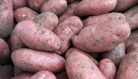 Thumbnail for Kenya’s potato output hits 2.1M tons, exports surge 97.6%
