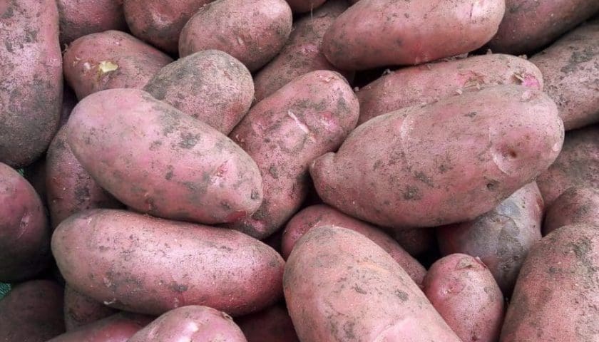 Thumbnail for Kenya’s potato output hits 2.1M tons, exports surge 97.6%
