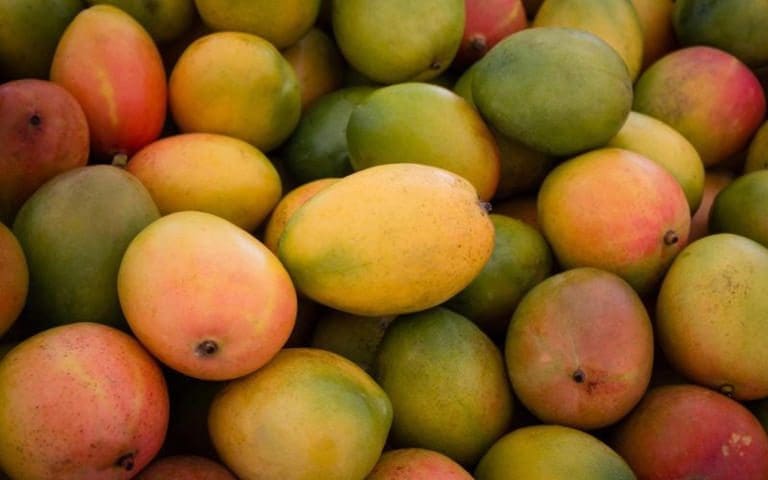 Thumbnail for Mali mango exports shift to Morocco after EU ban