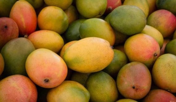 Thumbnail for Mali mango exports shift to Morocco after EU ban