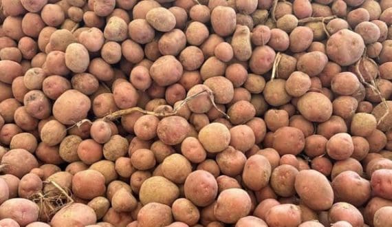 Thumbnail for Lebanon imports Egyptian potatoes with US$4.5 price cap until Akkar harvest 
