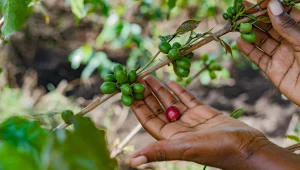 UNIDO, World Coffee Research invest US$759.4K to strengthen Uganda coffee sector, boost farmer productivity 