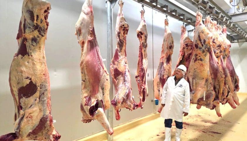 Thumbnail for Savanna Beef secures export approval to UK, EU and EFTA markets 
