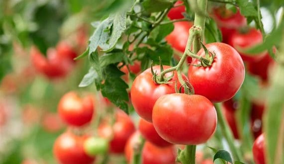 Thumbnail for Kenya’s exports worth US$1.3B at risk from Middle East conflict