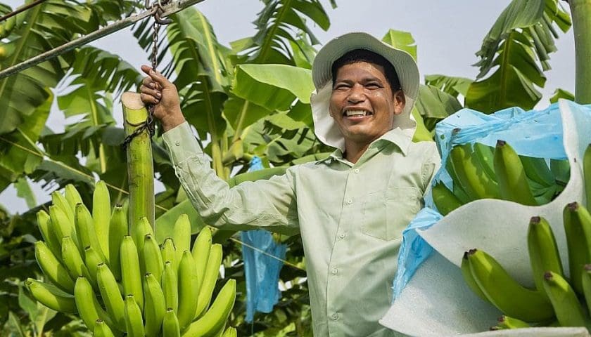 Thumbnail for Tropic’s non-browning banana secures Japan, Brazil approvals, expanding reach to eleven countries