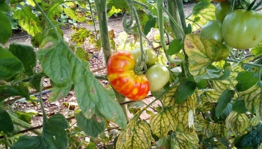 Thumbnail for Researchers identifies key gene combination to protect tomatoes from yellow leaf curl disease