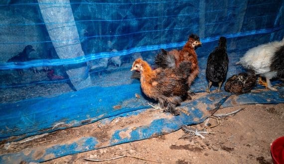 Thumbnail for Xinjiang invests US$95.5M in high-tech greenhouse blueberries targeting premium winter market