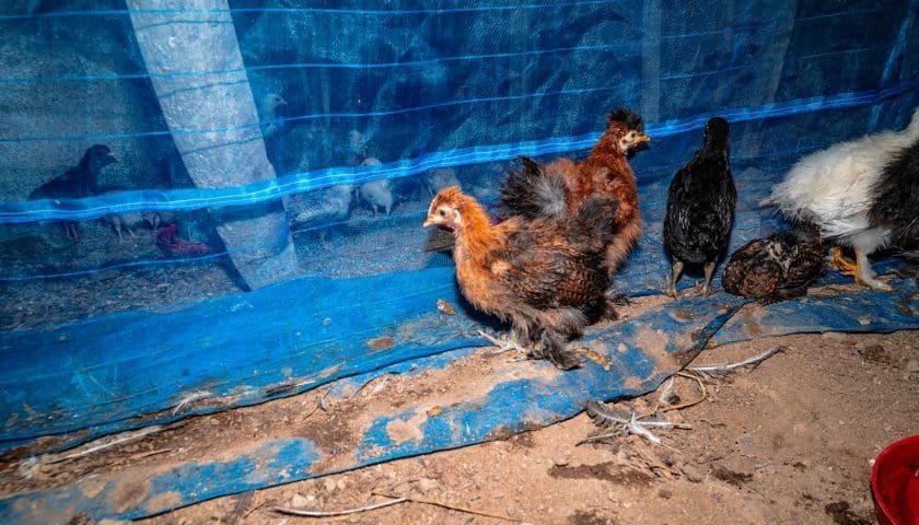 Thumbnail for Mansourah Poultry profit drops 98.6% in 2025 despite higher revenue