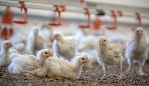 Thumbnail for China signals renewed aquaculture imports from Taiwan after opposition party visit