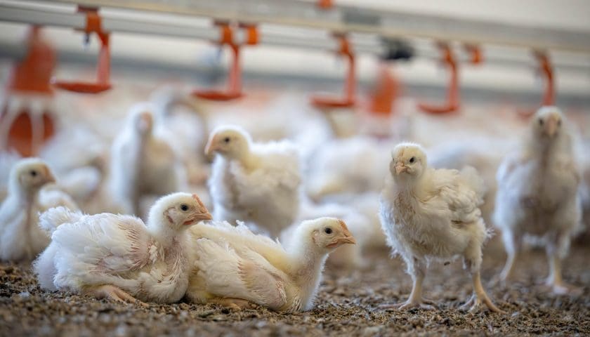 Thumbnail for US broiler industry turns to efficiency as margins tighten – CoBank