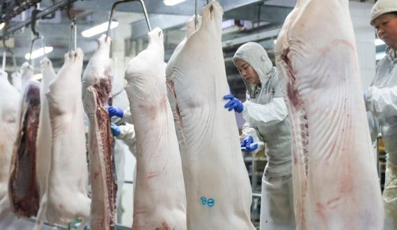 Thumbnail for Dutch dietary guidelines cut meat, other products  intake in updated nutrition advice