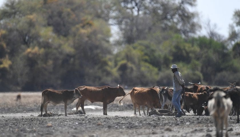 Thumbnail for Human activity suspected in Botswana FMD outbreak at AI facility