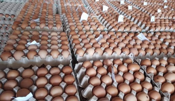 Thumbnail for Freight costs for meat exports surge as Middle East conflict disrupts trade routes