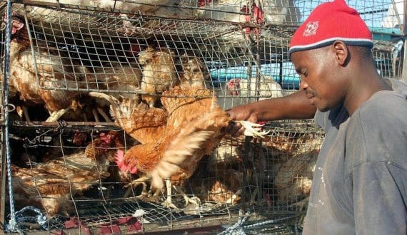 Thumbnail for Ivory Coast detects new H5N1 avian influenza outbreak in poultry sector