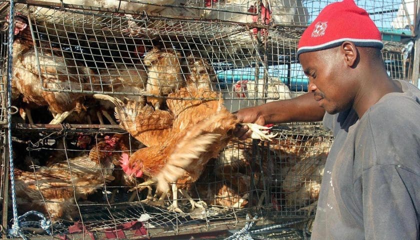 Thumbnail for South Africa poultry industry face pressure as bird flu fuels vaccine debate