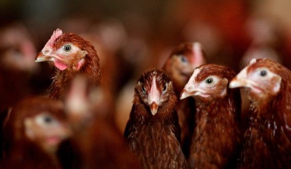 Thumbnail for South Africa poultry industry face pressure as bird flu fuels vaccine debate