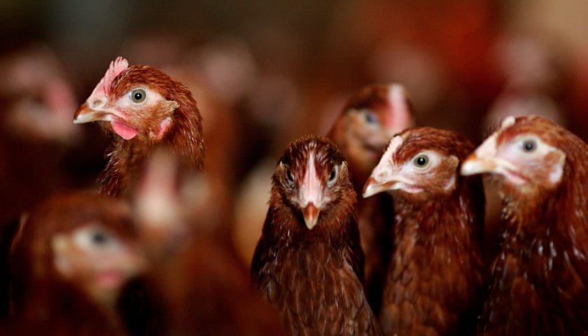 Thumbnail for Ivory Coast detects new H5N1 avian influenza outbreak in poultry sector
