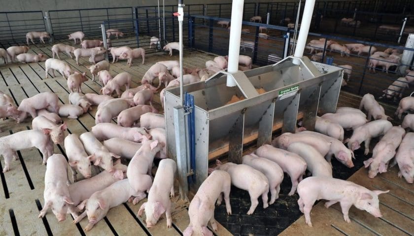 Thumbnail for Kenya, Farmer’s Choice sign pact to expand pig value chain and market access
