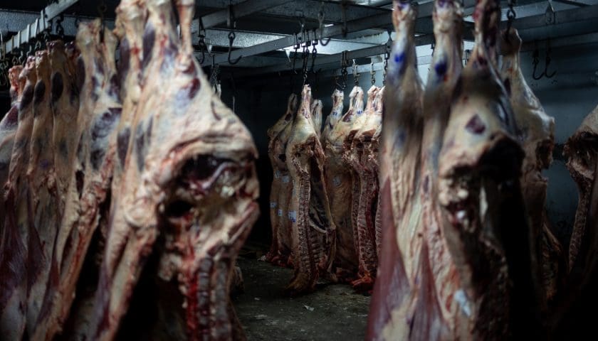 Thumbnail for CME livestock futures decline on expectations of US-Mexico import restart