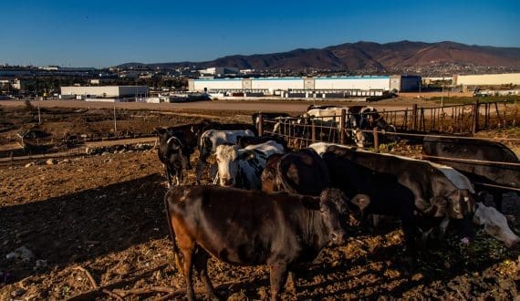 Thumbnail for Dutch pig processing hits 2009-low as slaughter volumes fall in Q1 2026