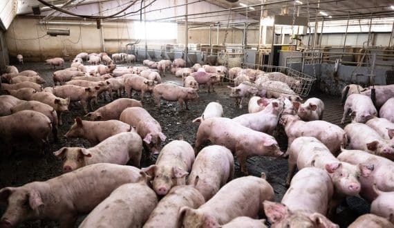 Thumbnail for Canada cattle herd set for stabilisation in 2026 as rebuild signals emerge