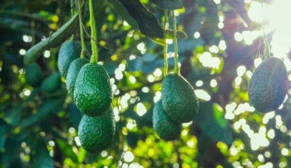 Thumbnail for Kenya introduces drought-tolerant dragon fruit variety to boost food security, climate adaptation